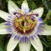 passiflora in un giardino a Custoza